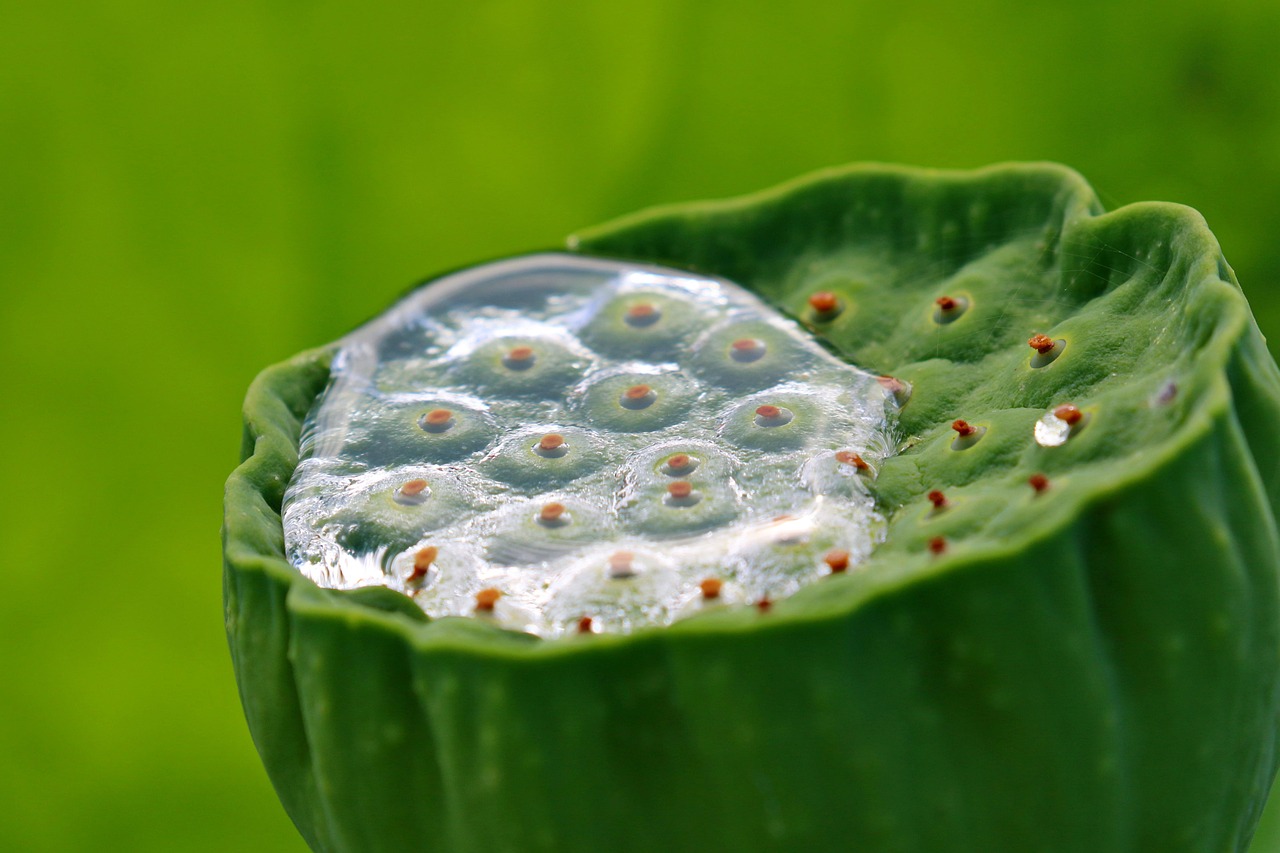 Graines De Lotus Mélangées - Environ 100 Graines, Pour Culture Hydroponique Ou En Sol, Décoration De Bassin, Balcon Ou Bureau