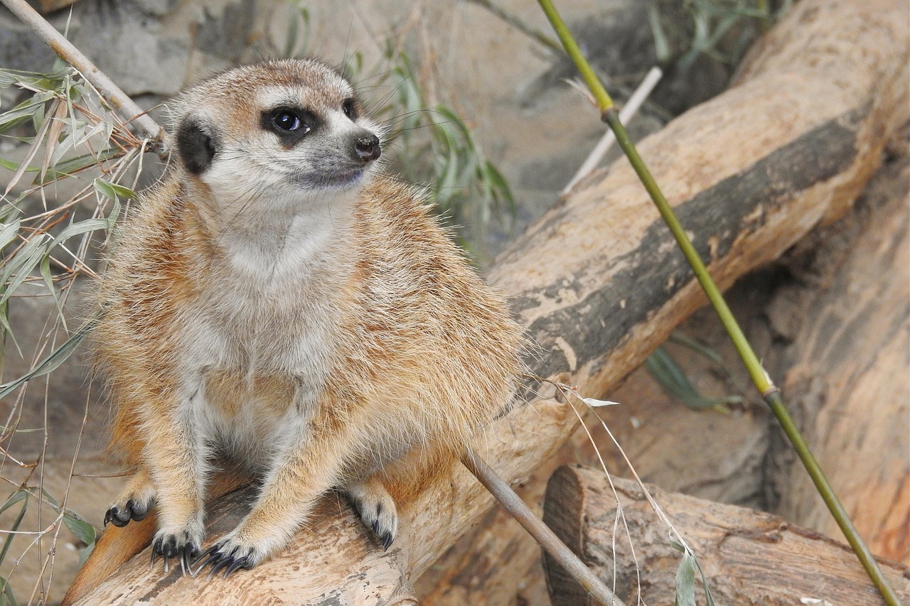 Suricata Animal Mam fero Foto Gratis En Pixabay Pixabay