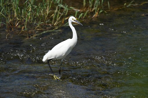 Garceta, Pájaro, Río, Fauna Silvestre