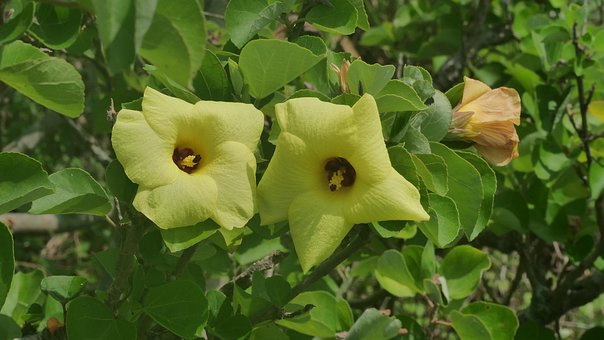 Hwanggeun, Mugunghwa Amarelo