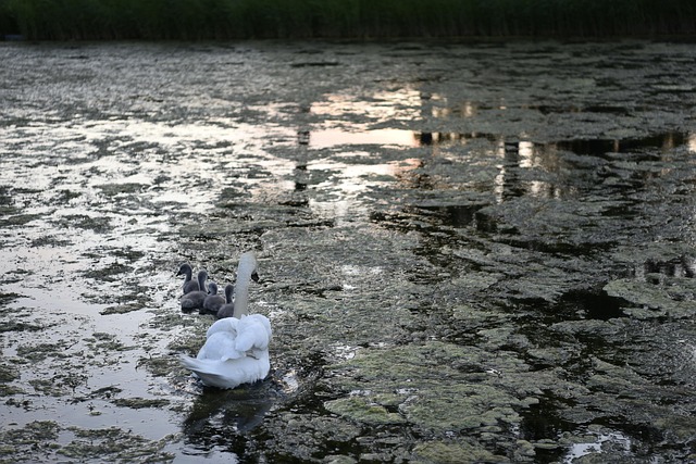Free Swans Nature photo and picture