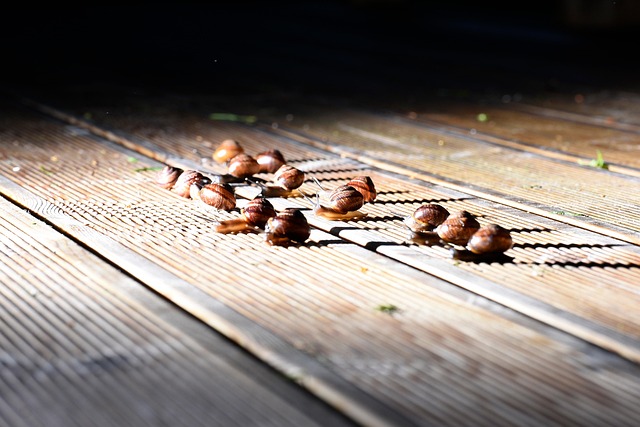 Free Snails Shadow photo and picture