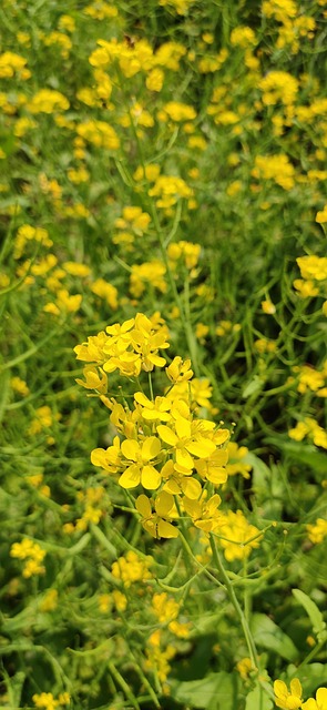 Free Flower Blosom photo and picture