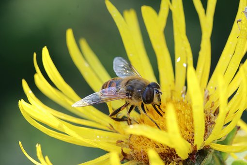 Free Horse-Heal European Honey Bee photo and picture