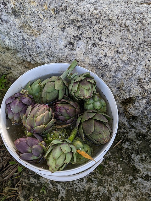 Free Bio Artichokes photo and picture