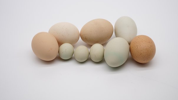Huevo, Alimentos, Cocina