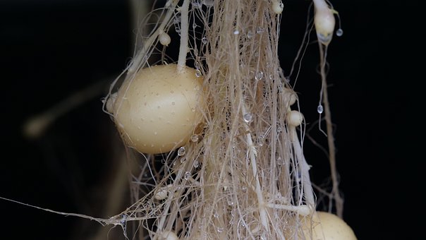 Hidroponia, Batata, Colheita, Produzir