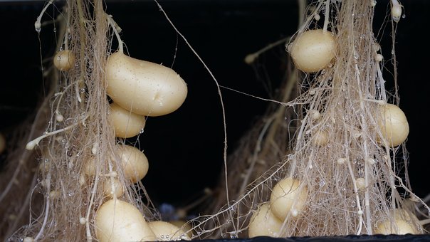 Semilla De Patata, Hidroponia, Patata