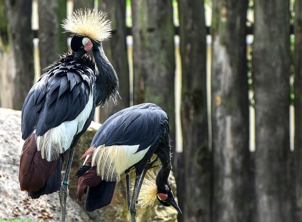 Zoo Mating Dance Birds Free photo on Pixabay