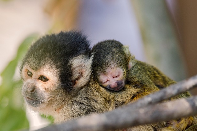 Free Peruvian Black-Headed Squirrel Monkey photo and picture