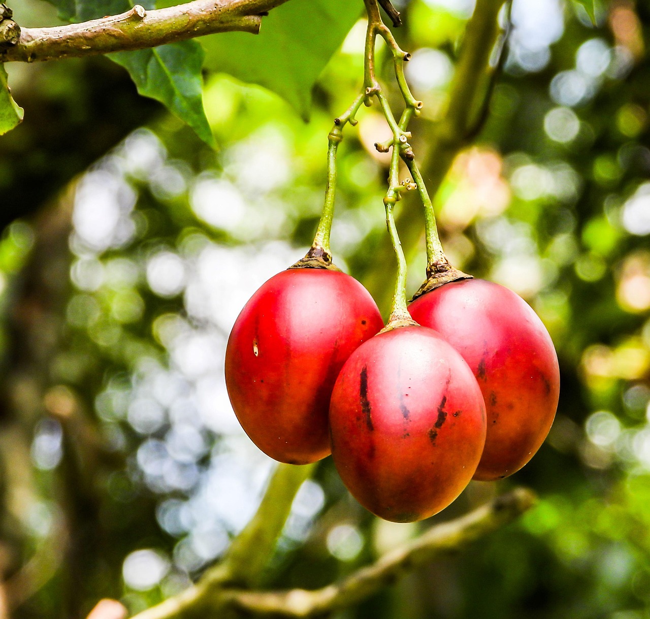 Buah-Buahan Tamarillo Alam Solanum - Foto gratis di Pixabay - Pixabay
