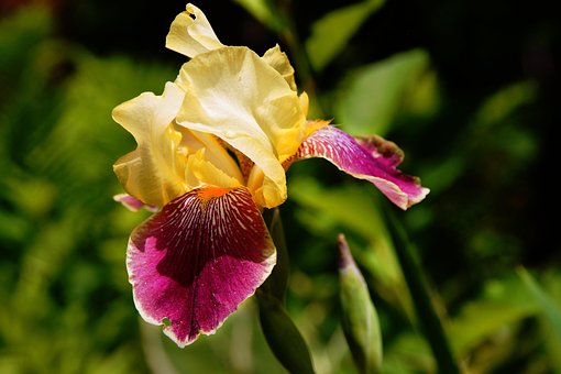 Iris, Smukke Blomster, Skægget Iris