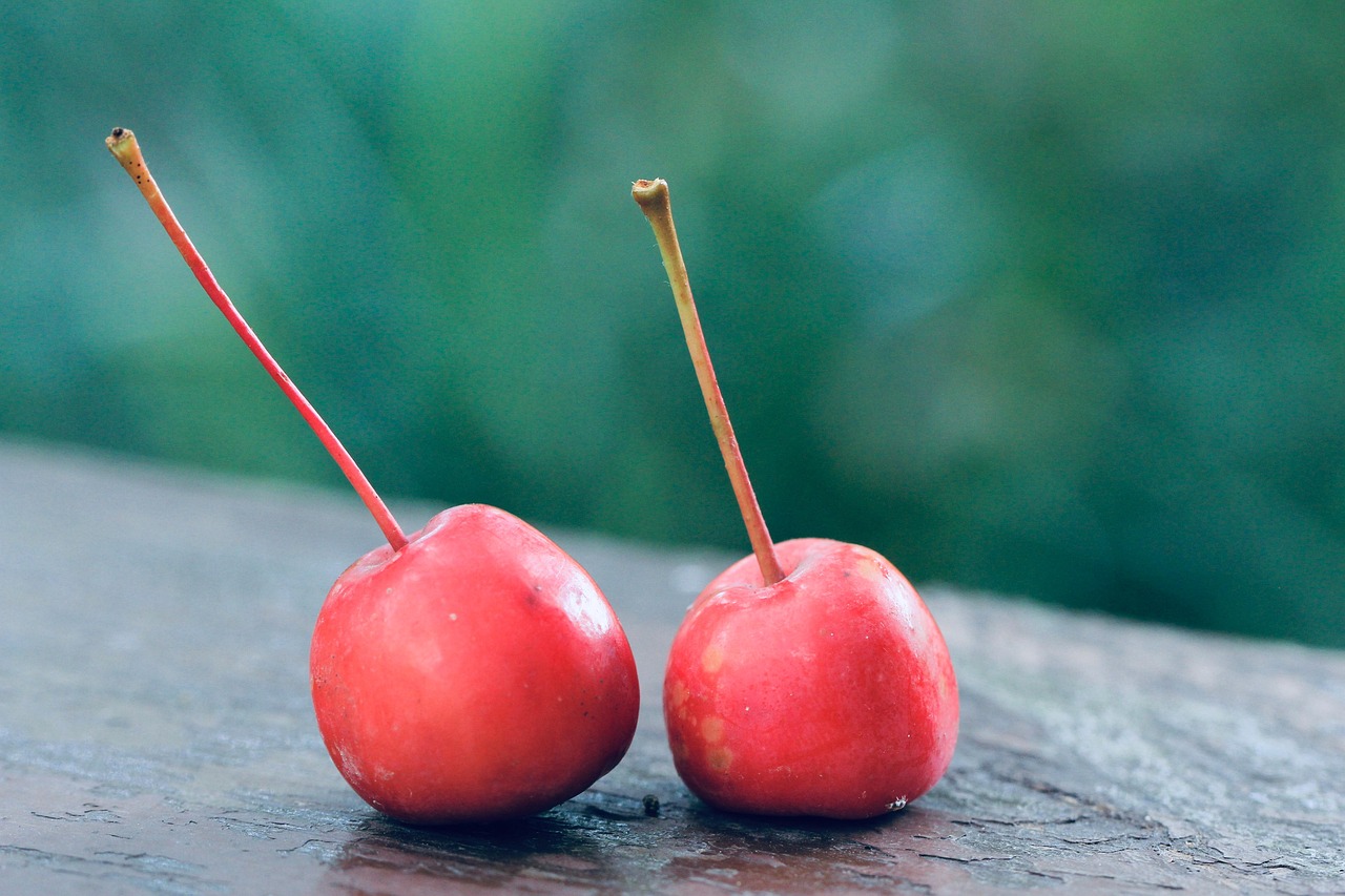 Fruits Cherries Nature Ripe Free photo on Pixabay Pixabay