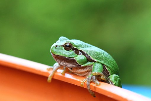 Frosch, Amphibie, Laubfrosch
