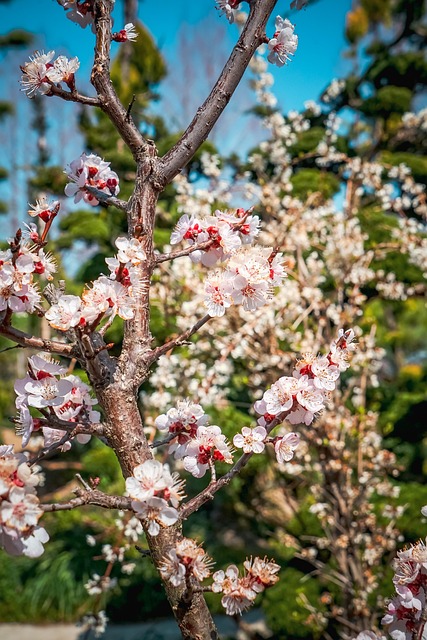Free Blossoms Flowers photo and picture