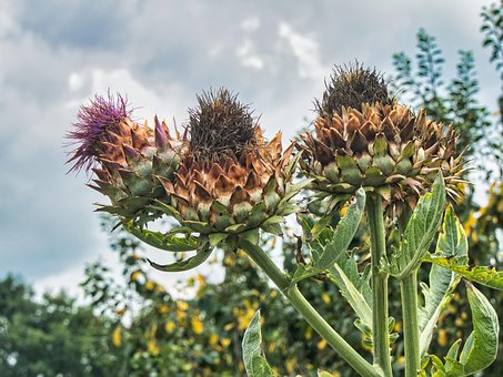 Free Artichoke Nature photo and picture