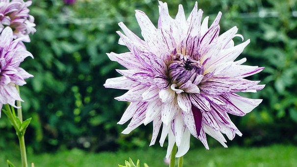 Free Dahlia Flowers photo and picture