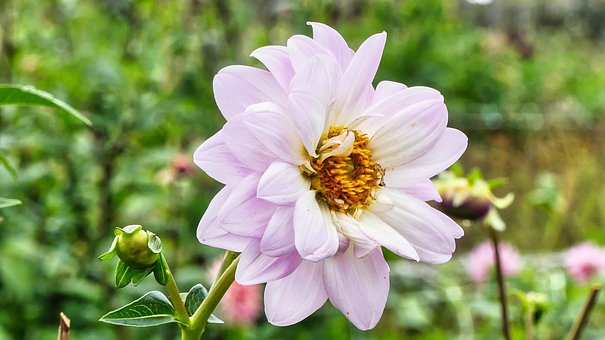 Free Flowers Dahlia photo and picture