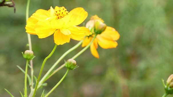 Free Flowers Nature photo and picture