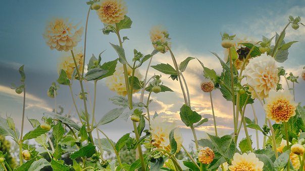 Free Nature Flowers photo and picture