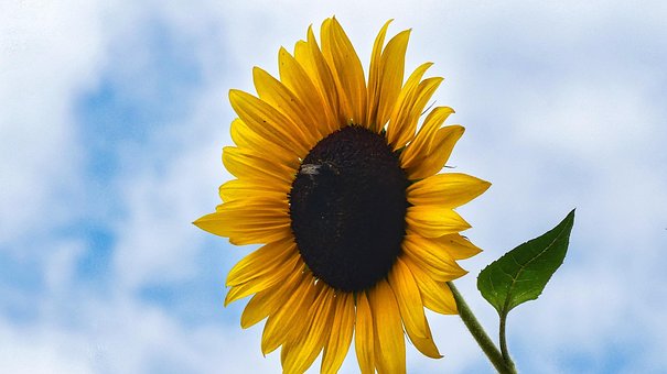 Free Sunflower Nature photo and picture