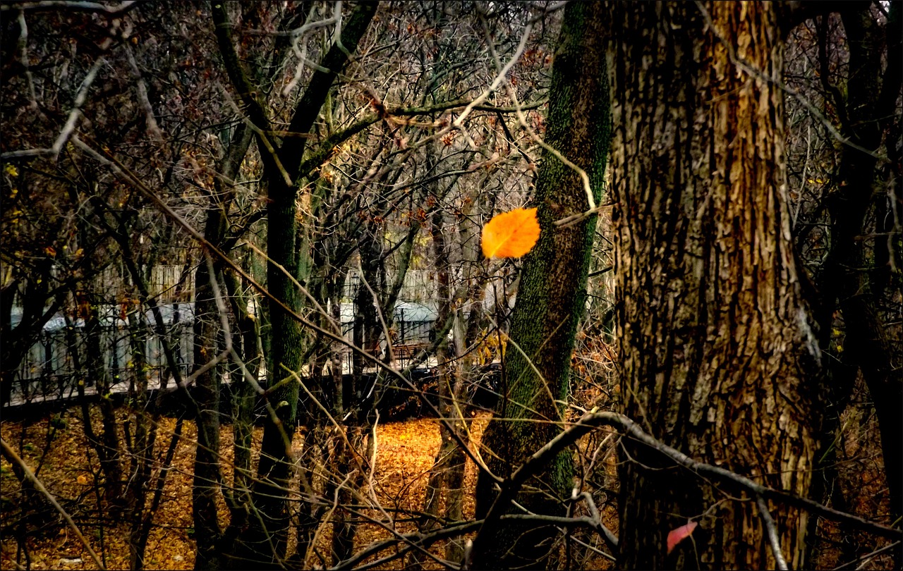 Sheet Autumn Nature - Free photo on Pixabay - Pixabay