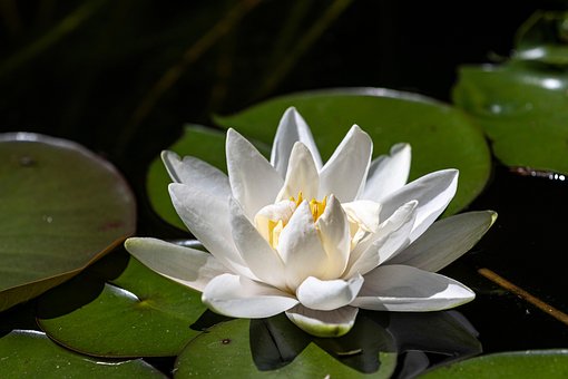 Seerose, Blumentapete, Blume