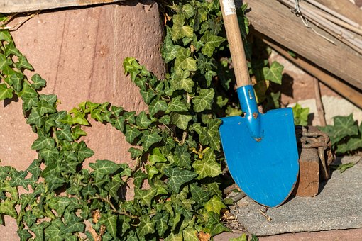 Garten, Gartenarbeit, Efeu, Natur