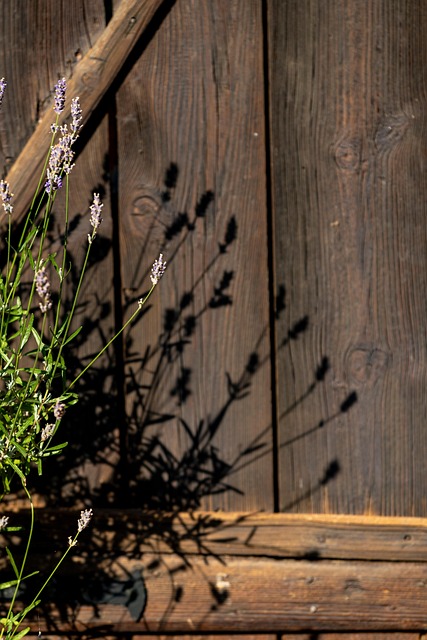 Lavendel, Blumen, Schatten, Natur