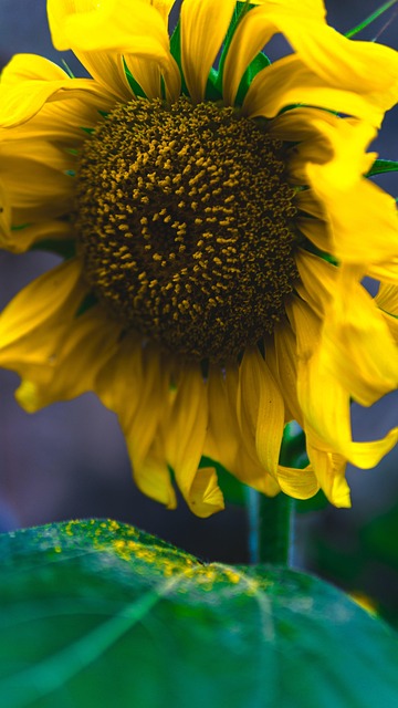 Free Sunflower Yellow Flower photo and picture