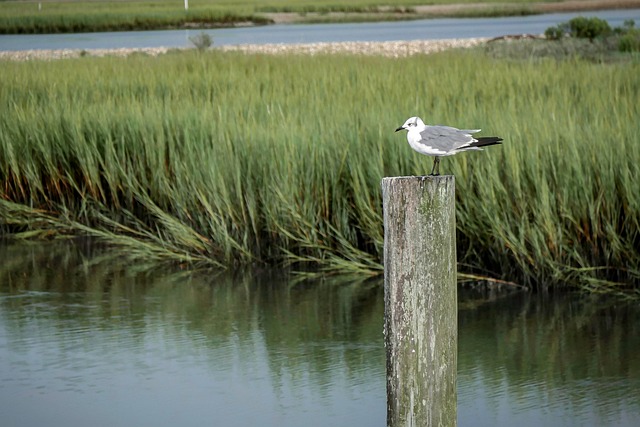 Vogel, Meer, Sea Bird, Ozean, Bucht