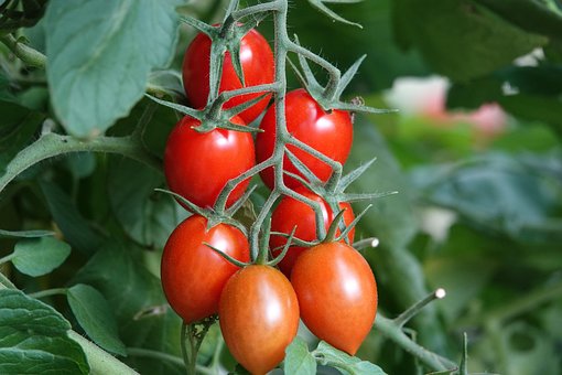 Tomaten, Fruit, Eten, Vers, Gezond, Rijp
