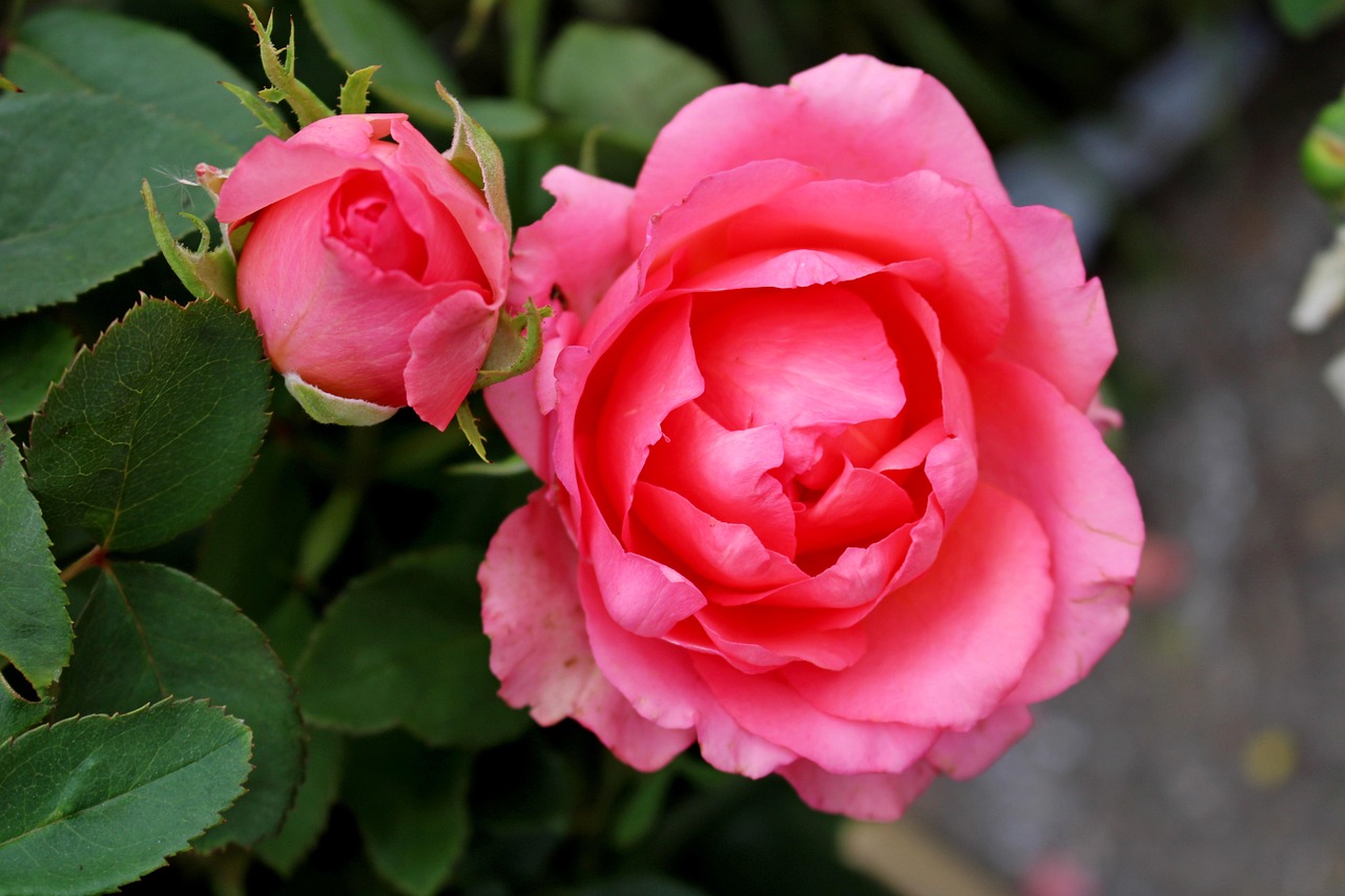 Rosas Cor De Rosa Flores Foto Gratuita No Pixabay Pixabay