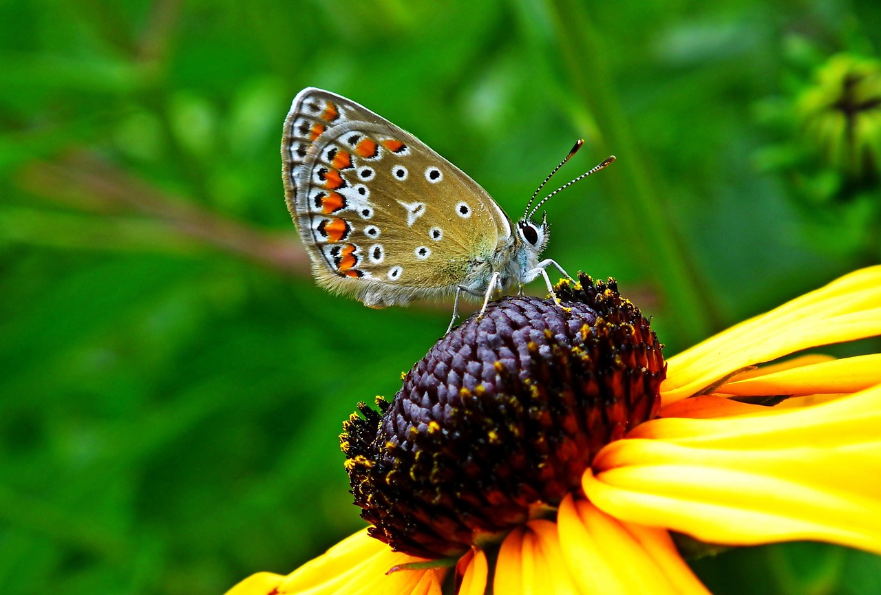 Butterfly Coneflower Pollination Free photo on Pixabay Pixabay