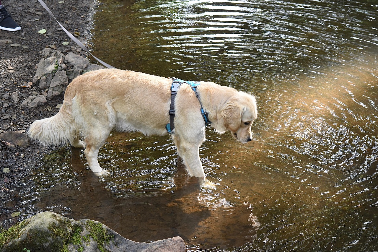 Golden Retriever - free online jigsaw puzzle photo