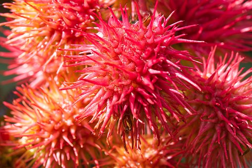 Vidundertræ, Blomster, Plante, Natur