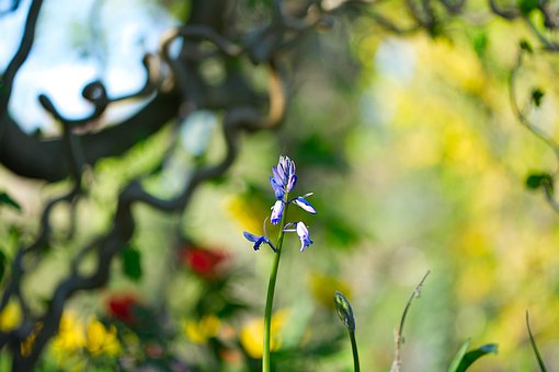 Blåklokke, Blomster, Plante