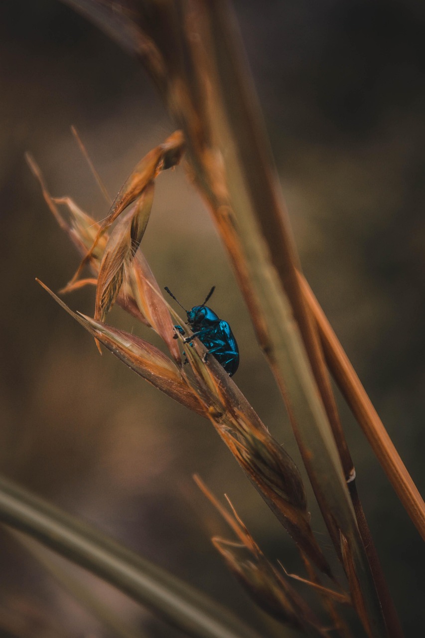 Free Beetle Wheat photo and picture