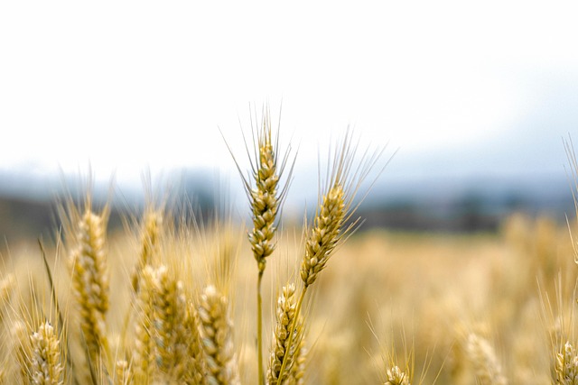 Free Autumn Wheat photo and picture
