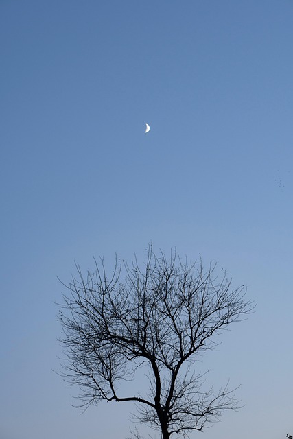 Free Winter Dead Tree photo and picture
