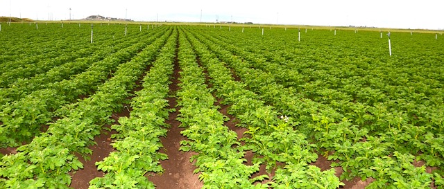 Free Field Potatoes photo and picture