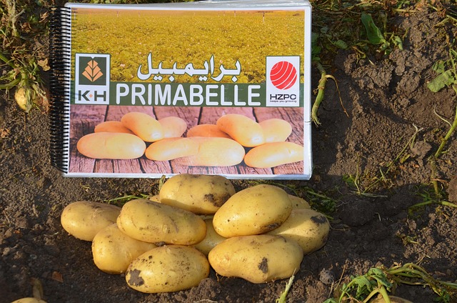 Free Potatoes Nature photo and picture
