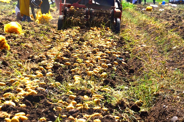 Free Potatoes Foof photo and picture
