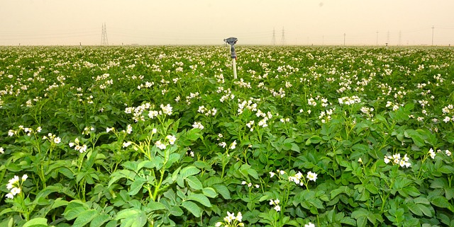 Free Food Nature photo and picture