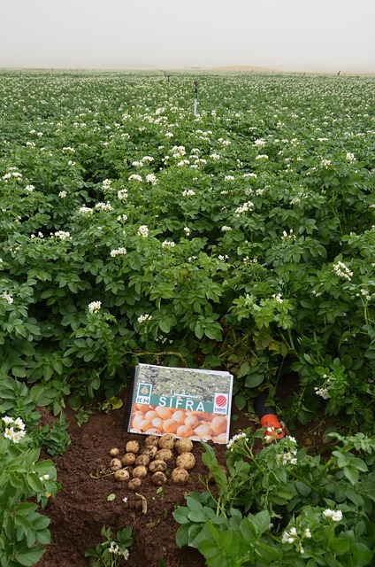 Free Potatoes Green photo and picture