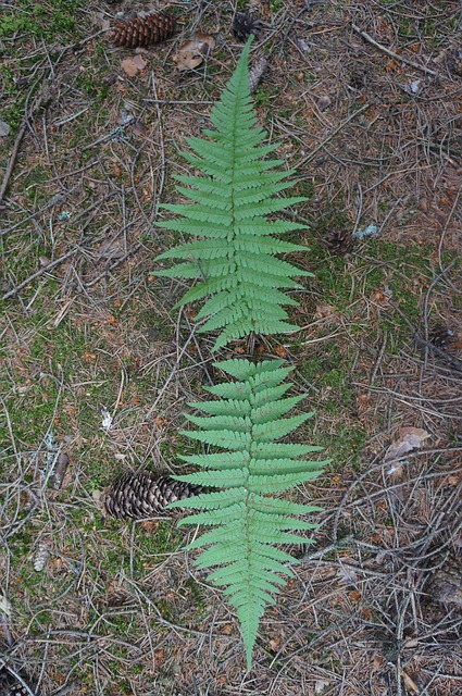 Free Chartreuse Fern Dryopteris Spinulosa photo and picture