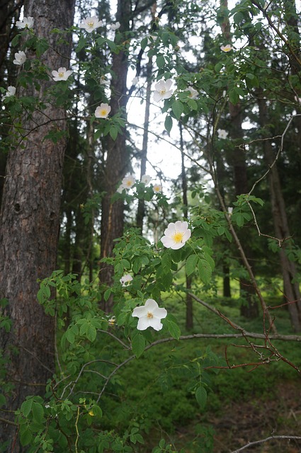 Free Dog Rose Heather Rose photo and picture