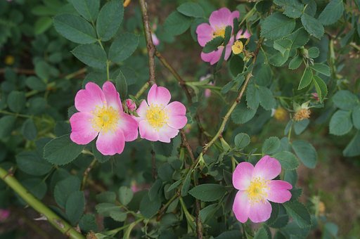 Free Dog Rose Wild Rose photo and picture