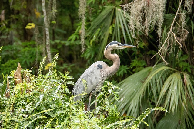 Free Florida Mount Dora photo and picture