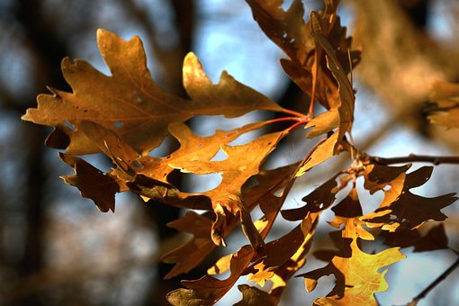 Free Leaves Foliage photo and picture